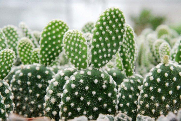 Opuntia - photo