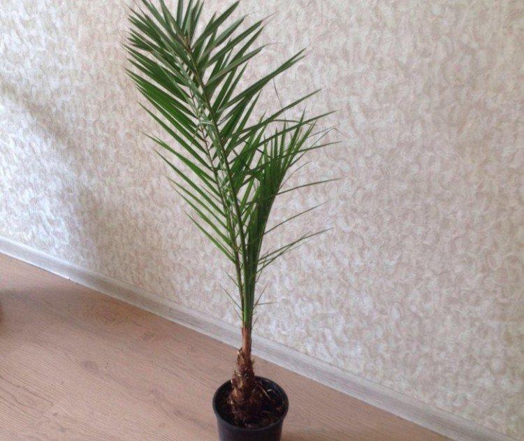 Palmier dattier - photo