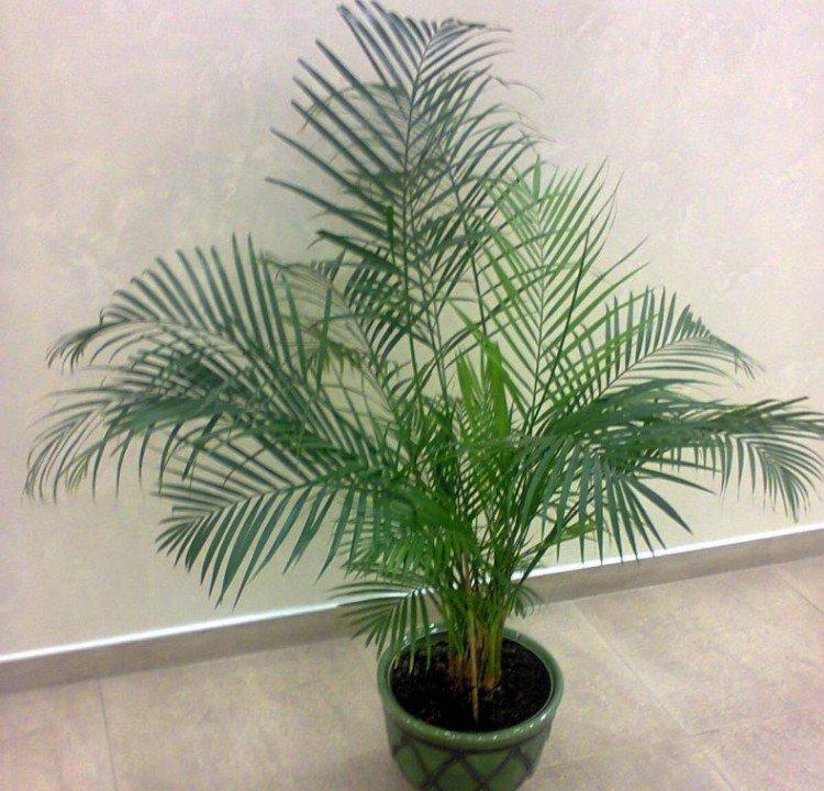 Palmier dattier - photo