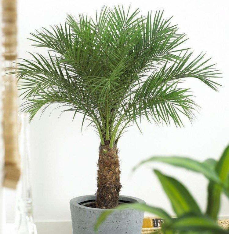 Palmier dattier - photo