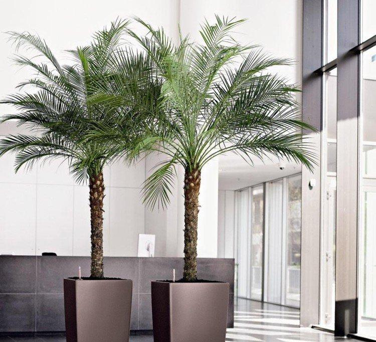 Palmier dattier - photo