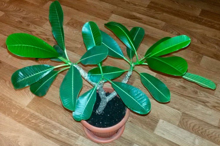 Lutte contre les parasites et les maladies