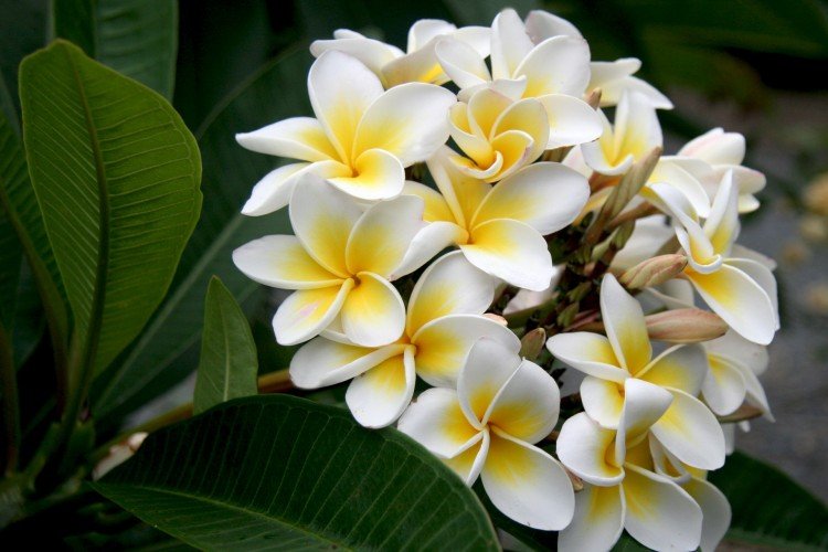 Plumeria - photo