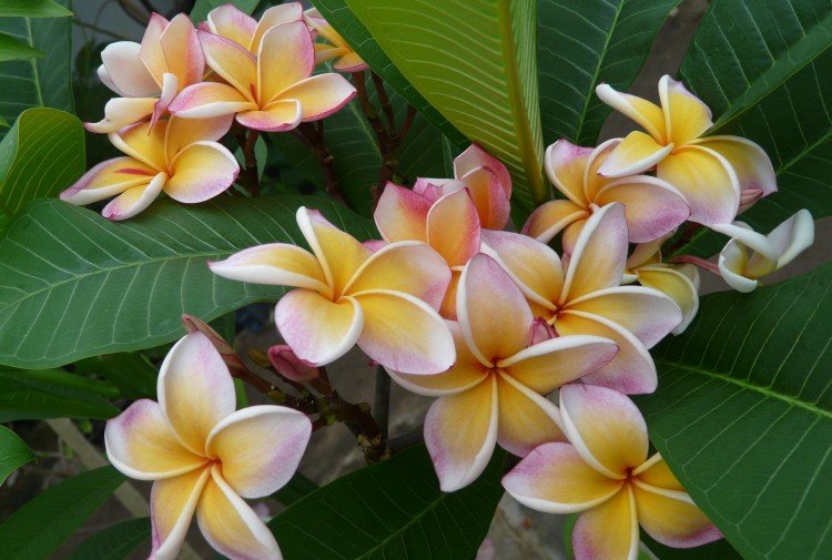 Plumeria - photo