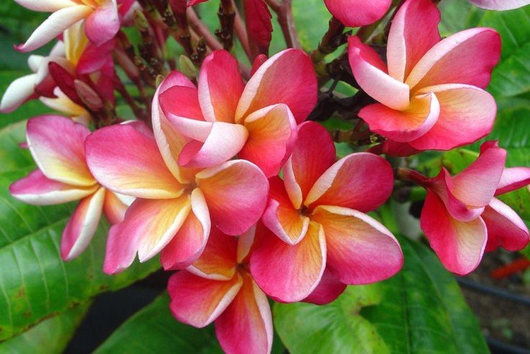 Plumeria - photo