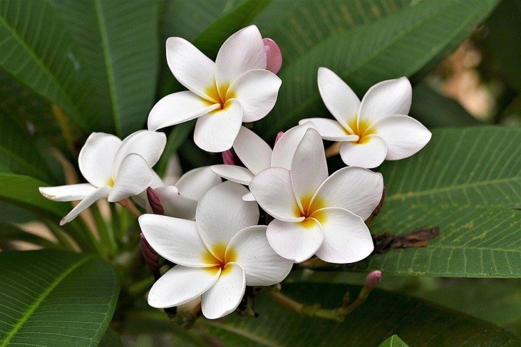 Plumeria - photo