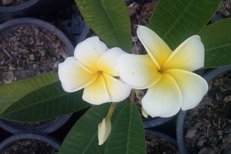 Plumeria - photo