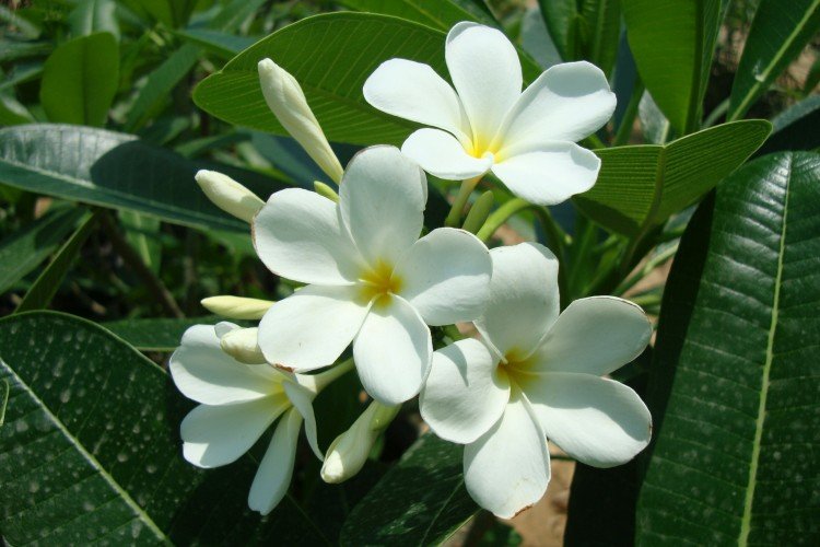 Plumeria émoussée