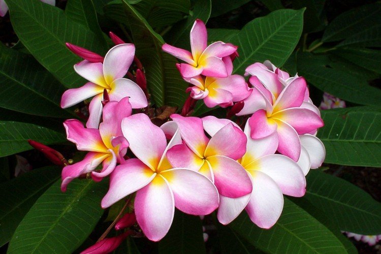 Plumeria - photo