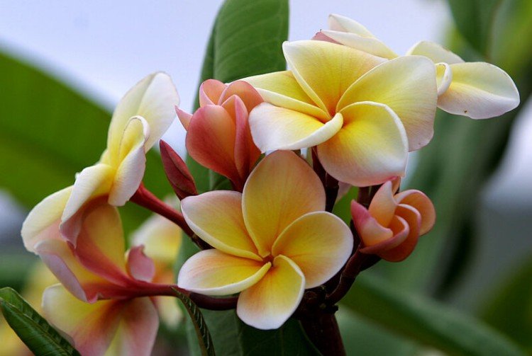 Plumeria - photo
