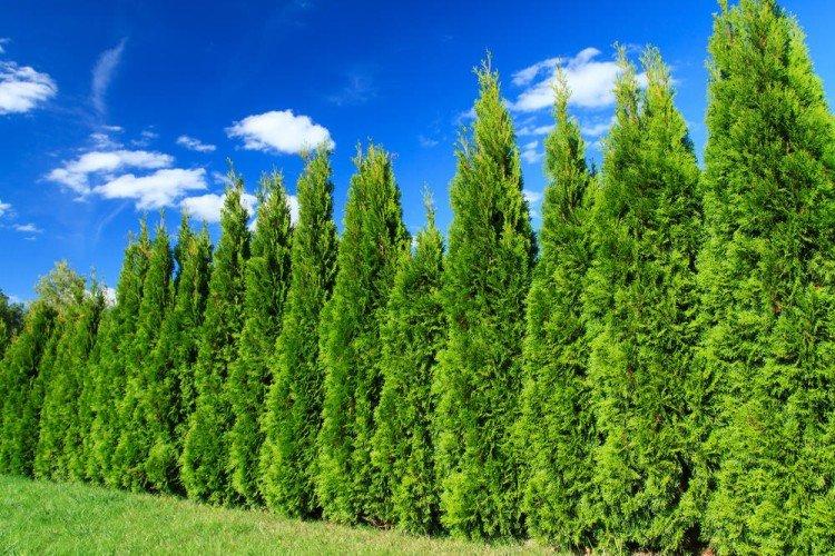 Cyprès (60 photos): types, plantation et soins en plein champ