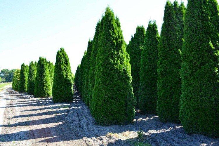 Engrais et alimentation