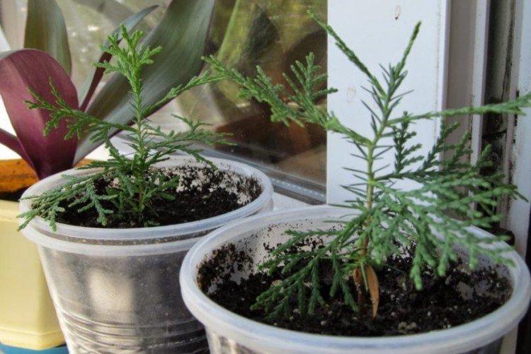 Reproduction et plantation de cyprès