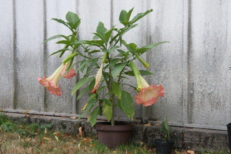 Lutte contre les parasites et les maladies