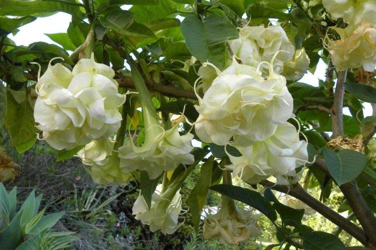 Brugmansia - photos