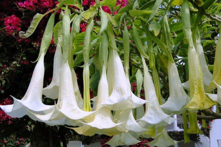 Brugmansia - photos
