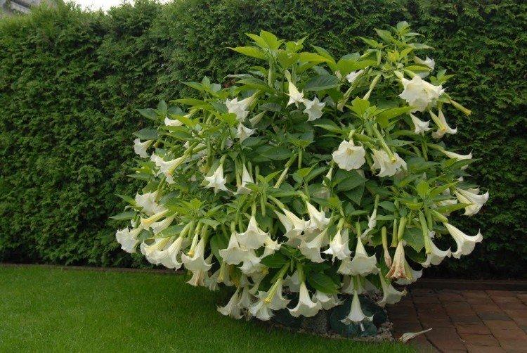 Brugmansia - photos