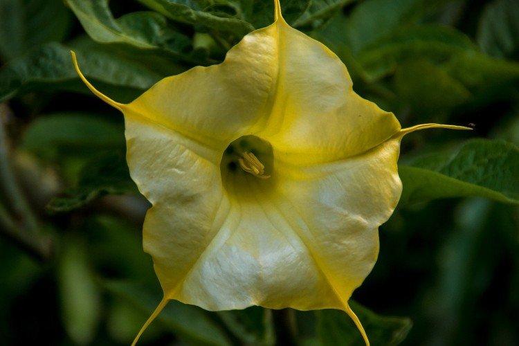 Brugmansia - photos
