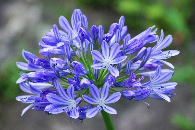 Lutte contre les parasites et les maladies