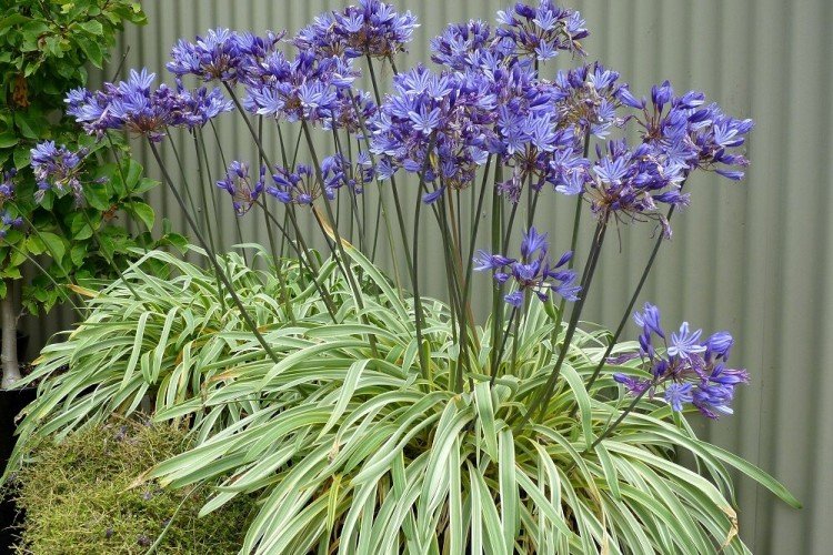 Agapanthe - photo