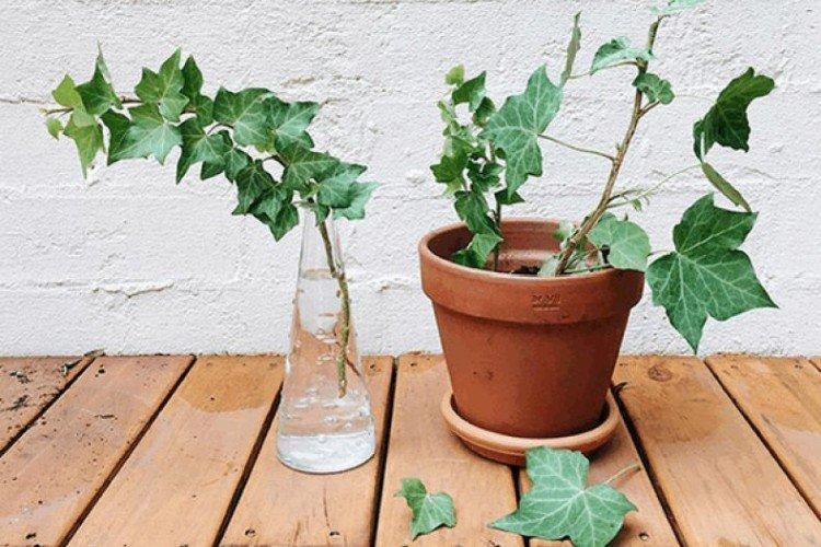 Reproduction et plantation de lierre