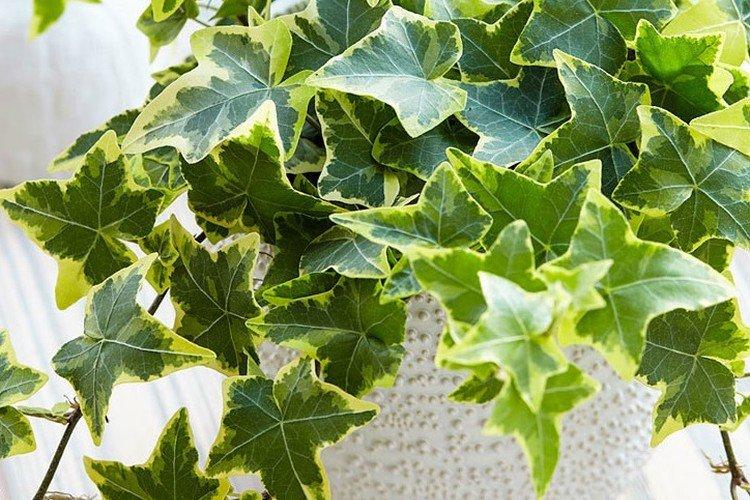 Température et éclairage