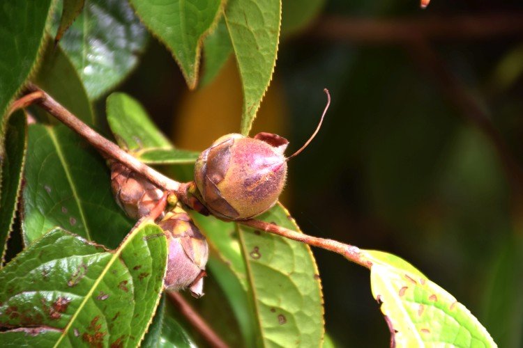 Lutte contre les parasites et les maladies