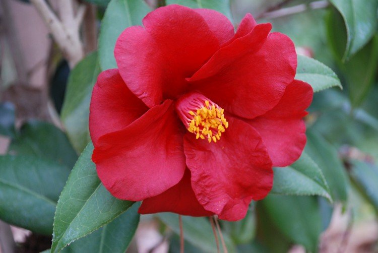 Camélia - photo