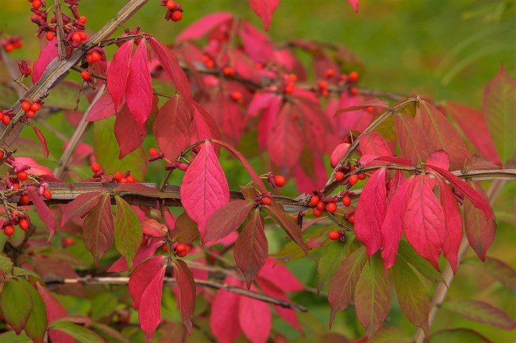 Engrais et alimentation