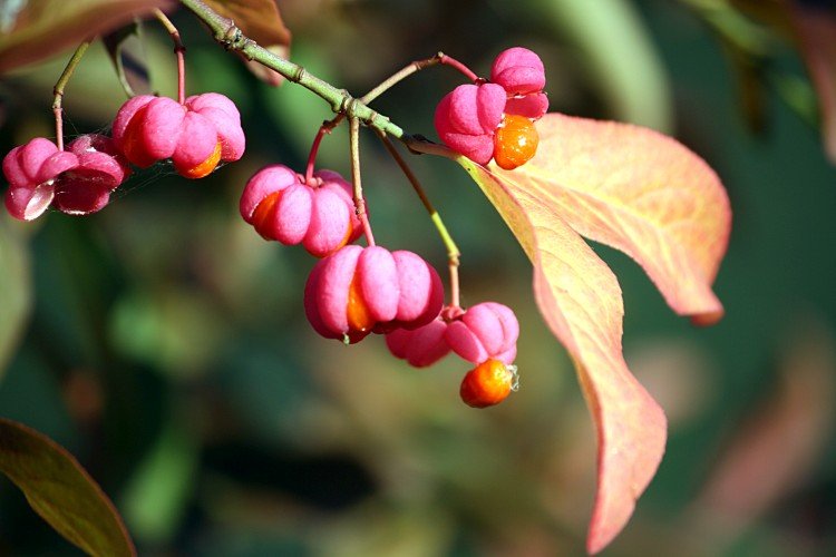 Euonymus - photo