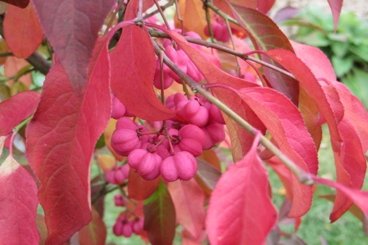 Euonymus - photo