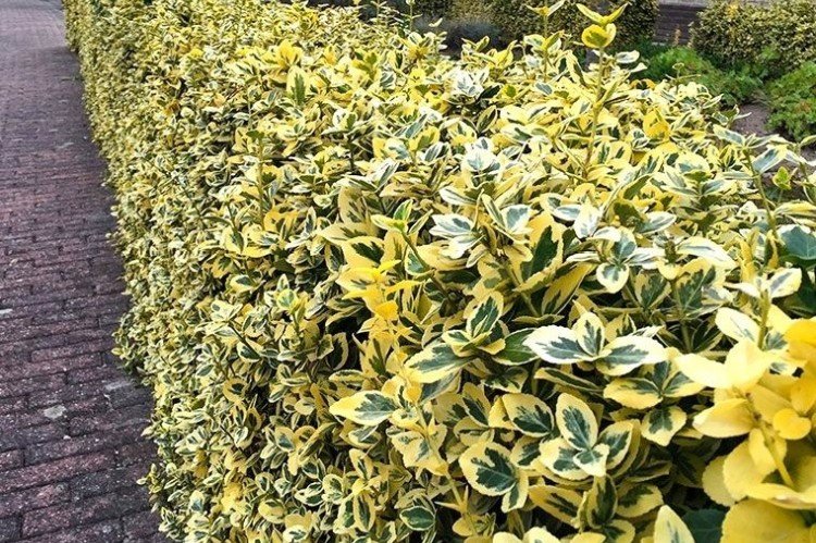 Euonymus - photo