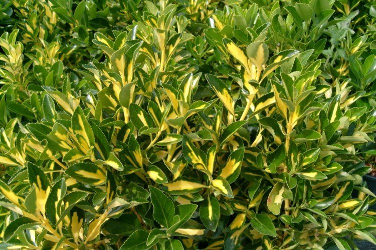 euonymus japonais