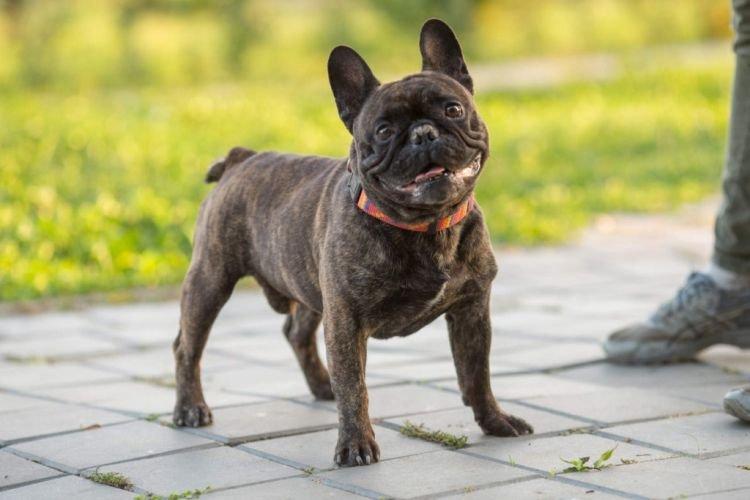 Formation - Bouledogue Français