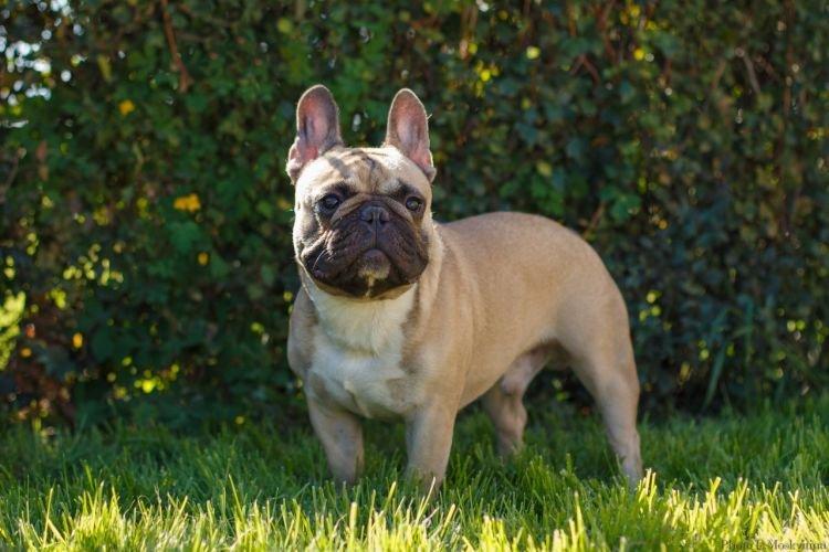 Bouledogue français avec propriétaire