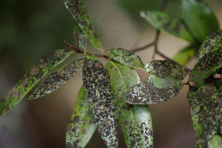 Demande de Fundazole