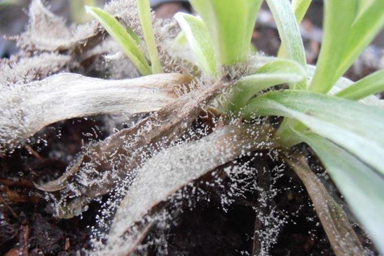 Avantages du fongicide Fundazol