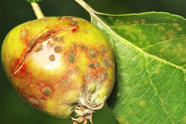 Application du fongicide Horus