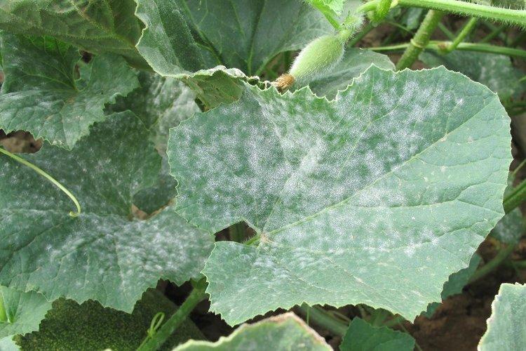 Avantages du fongicide Quadris