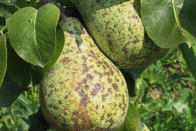 Avantages du fongicide Skor