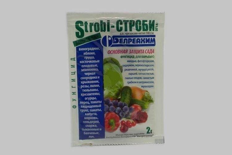 Le principe d'action du fongicide Strobi