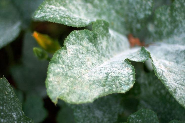 Avantages du fongicide Topaz