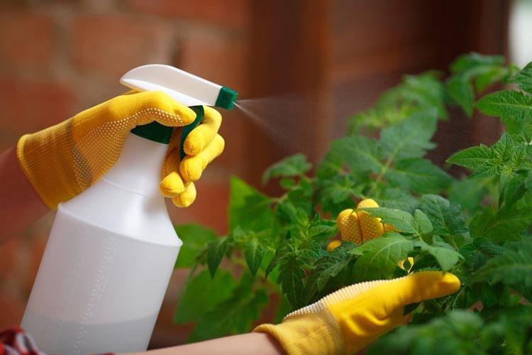 Fongicides de contact avec les plantes - Comment ça marche