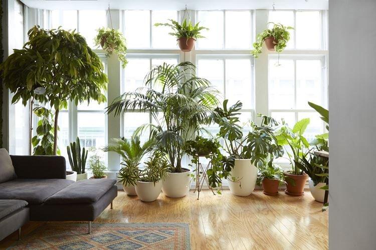 Plantes d'intérieur - Fongicides pour plantes