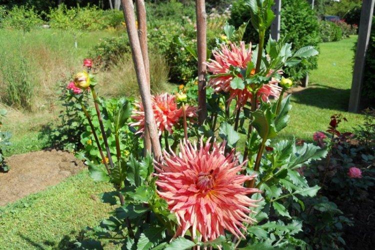 Jarretière - Dahlia Care