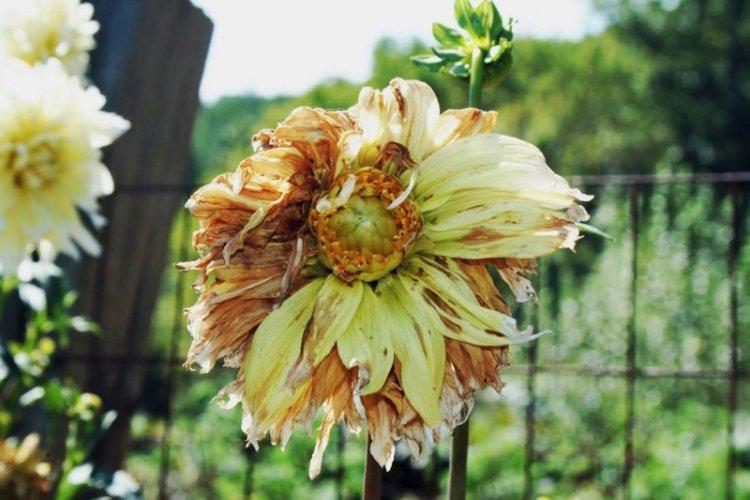 Lutte contre les parasites et les maladies - Dahlias