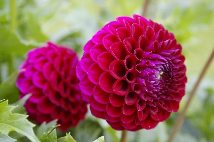 Dahlias - photo