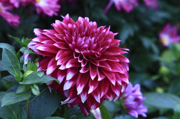 Dahlias - photo