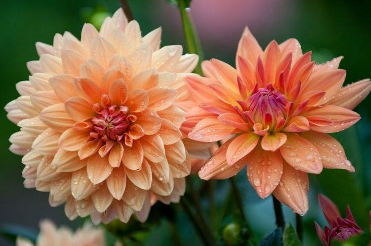 Dahlias - photo