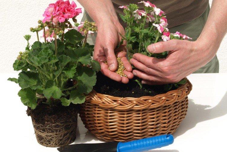 Fertilisation et alimentation - Soins à domicile du géranium